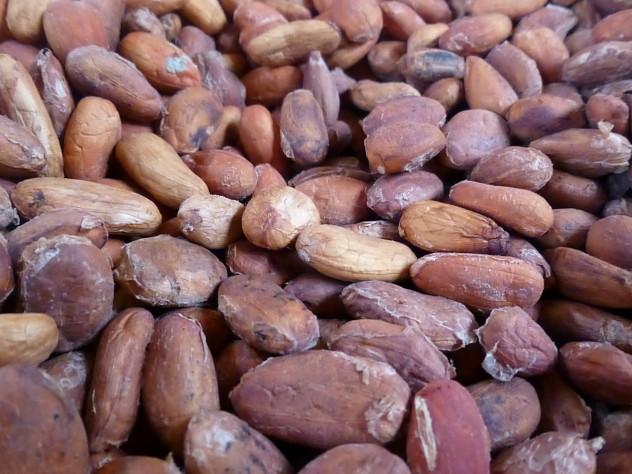 Drying cacao beans.