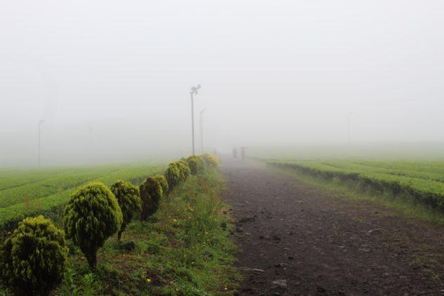 OSulloc Green Tea Fields in Jeju | #travel #korea #jeju #island #itinerary