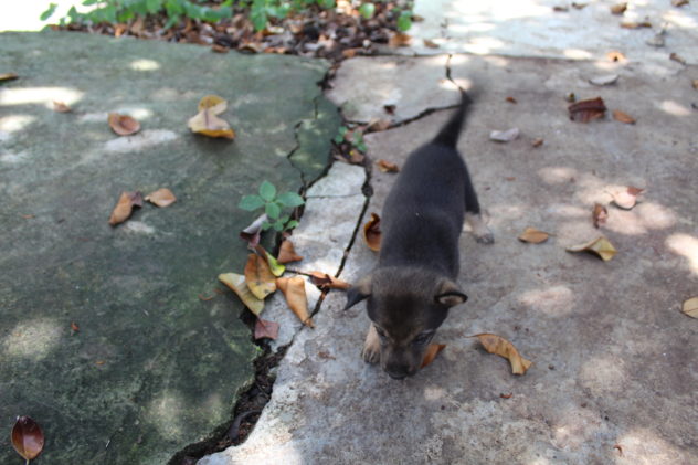 Azzan Vietnam Cocoa Plantation Visit Puppy