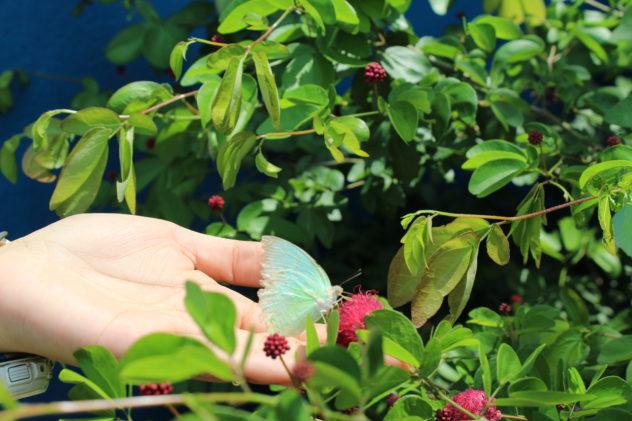 Azzan Vietnam Cocoa Plantation Visit Holding Iridescent Butterfly