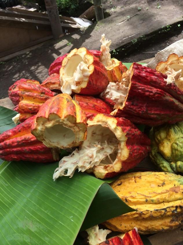 Cacao is the fruit chocolate is made out of, but have you ever thought about the fruit juice that comes in those pods? What does it taste like? Where can I try it? And maybe most important, what does the liquor taste like? | #cacao #cocoa #wine #liquor #liqueur #mead #chocolate #chocolat #tree #vietnam #travel #foodie #unique #brazil #ecuador #theobroma #alcohol #around #world