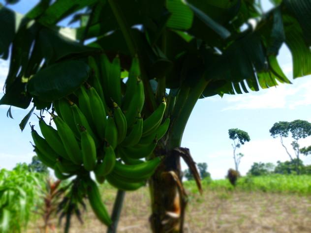 My favorite picture from the trip; a bunch of unripened bananas about ready to be cut and sent to market.