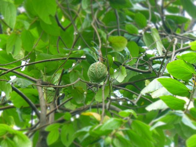 Cacao is the fruit chocolate is made out of, but have you ever thought about the fruit juice that comes in those pods? What does it taste like? Where can I try it? And maybe most important, what does the liquor taste like? | #cacao #cocoa #wine #liquor #liqueur #mead #chocolate #chocolat #tree #vietnam #travel #foodie #unique #brazil #ecuador #theobroma #alcohol #around #world