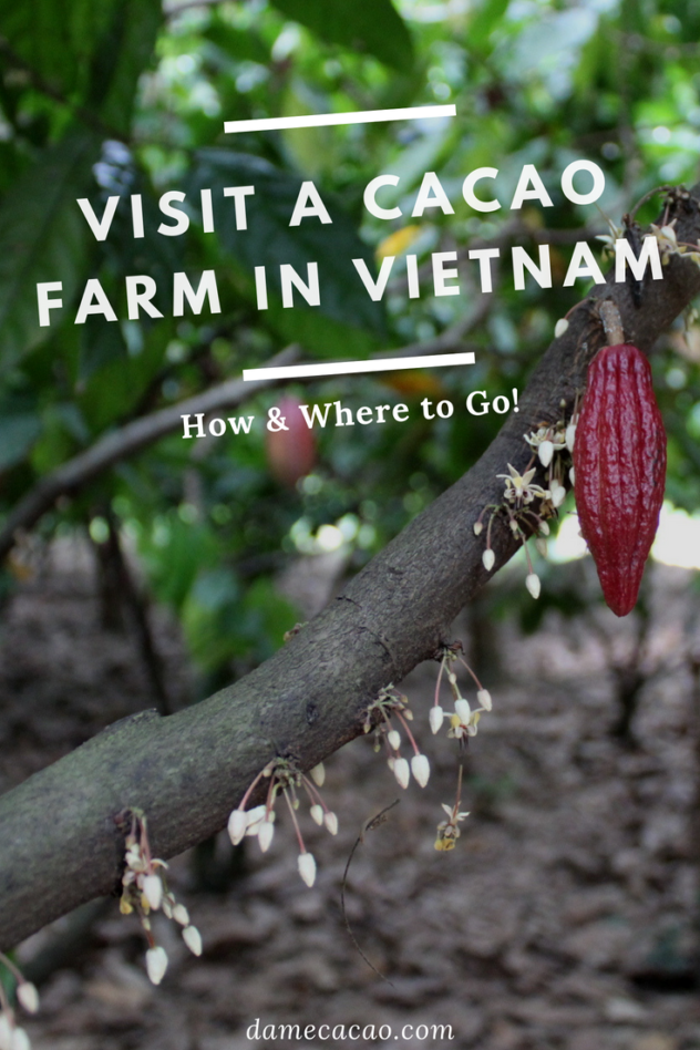 Vietnam cocoa plantation pinterest pin 1